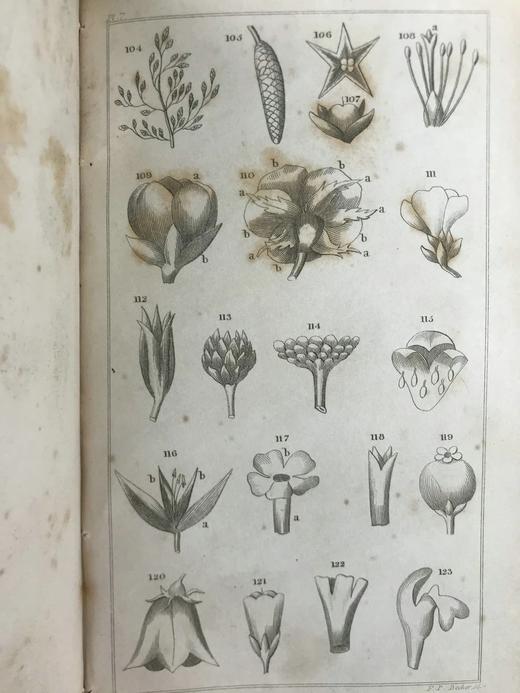 1833年 英国植物系统分类 10页版画插图 漆布精装32开 商品图9