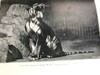 1906年 动物园生活 16幅插图 漆布精装32开 商品缩略图8