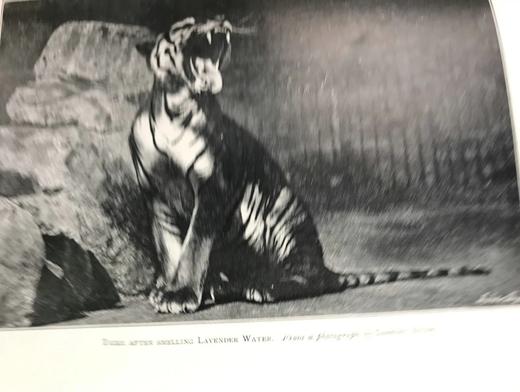 1906年 动物园生活 16幅插图 漆布精装32开 商品图8