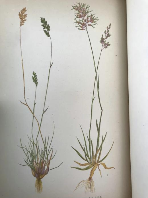 1871年 英国草本植物自然史 约74幅套色版画插图 漆布精装16开 商品图8