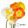 配花 | 冰岛虞美人混色 商品缩略图4