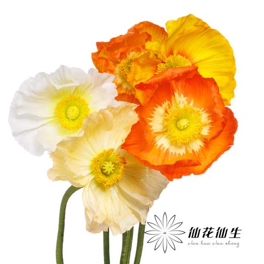 配花 | 冰岛虞美人混色 商品图4