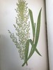 1871年 英国草本植物自然史 约74幅套色版画插图 漆布精装16开 商品缩略图13