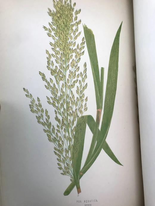 1871年 英国草本植物自然史 约74幅套色版画插图 漆布精装16开 商品图13