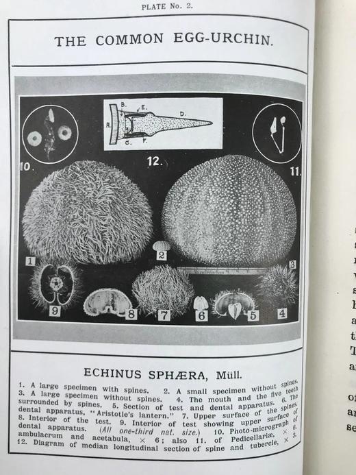 1910年 康诺尔德《自然之域拾珍》 26幅插图 真皮精装32开 商品图9