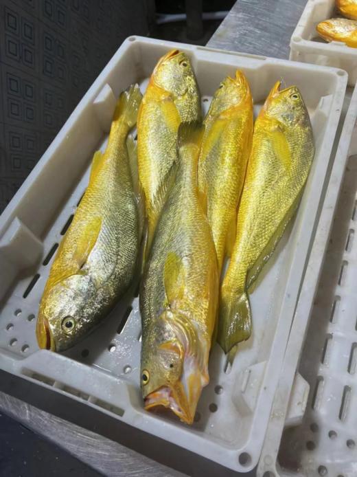 & 新鲜上岸的深海大黄花鱼‼又鲜又嫩👍🏻补脑黄金鱼！【活冻】 商品图8
