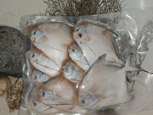 硇洲小白仓鱼 商品图0