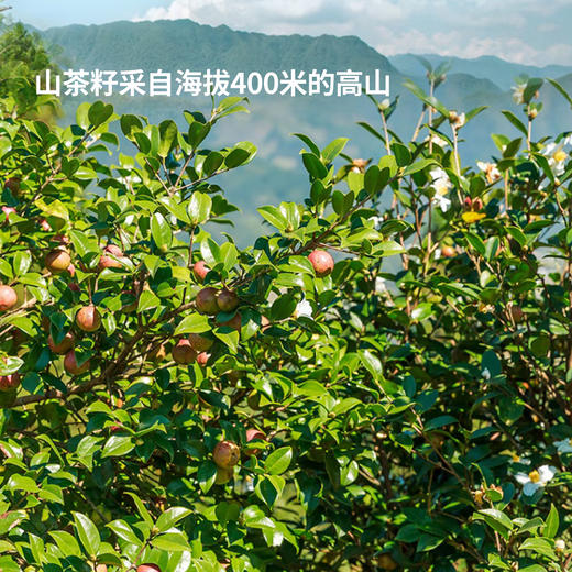 【山茶油】传统低温土榨工艺，经过去壳，晒干，粉碎，蒸，榨油，过滤等工序，营养保留的比较全面，没有化学方法去色去味，是真正的纯天然绿色食用油！ 商品图3