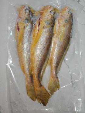 硇洲海捕野生冰鲜黄花鱼