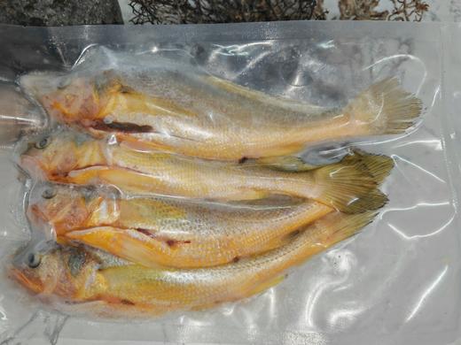 硇洲海捕野生冰鲜黄花鱼 商品图1