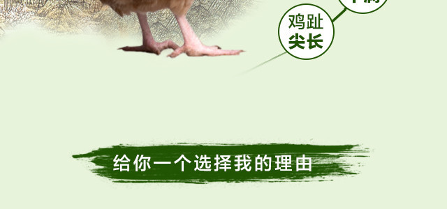 母鸡详情图_06.jpg