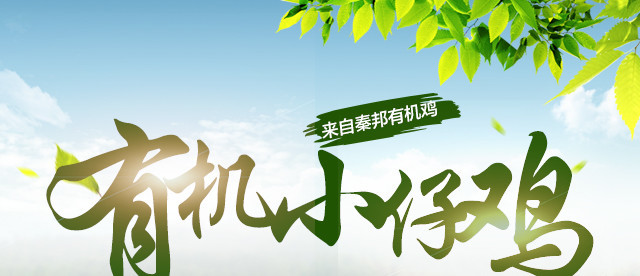 母鸡详情图_01.jpg