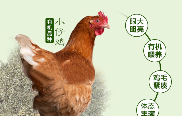 母鸡详情图_05.jpg