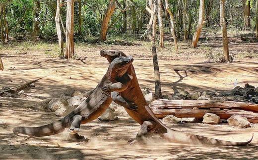 印尼科莫多岛山海秘境、泗水赛武瀑布&布罗莫火山8天休闲摄影团 商品图9