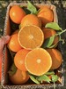 红美人果冻橙 商品缩略图5