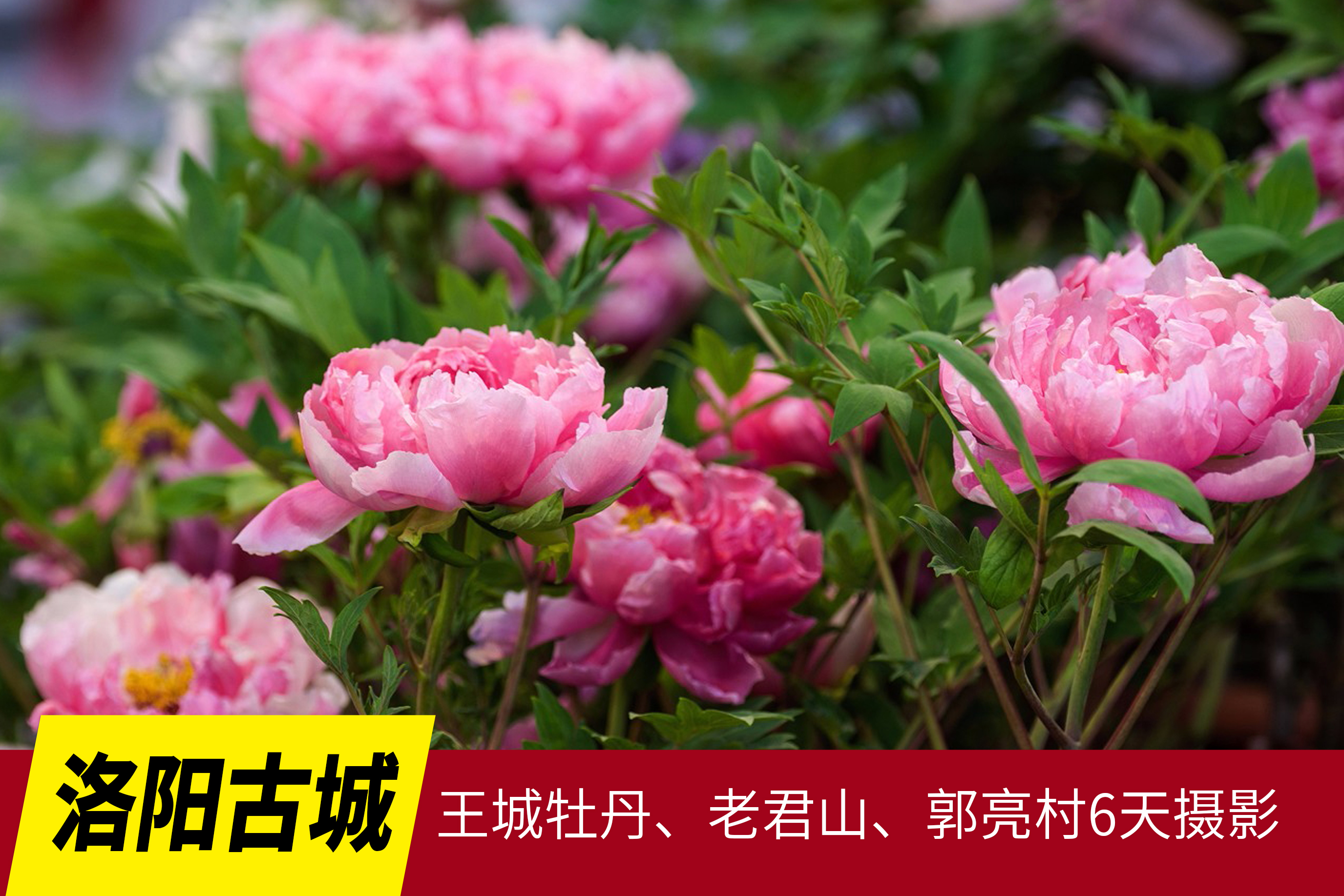 4.20【洛阳古城】珍稀牡丹、老君山、郭亮村6天摄影 Y