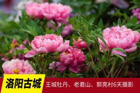 4.20【洛阳古城】珍稀牡丹、老君山、郭亮村6天摄影 Y
