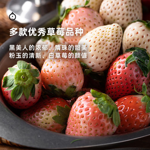  企鹅市集|四川大凉山黑美人 / 隋珠草莓 / 草莓盲盒 香气饱满 甜蜜新鲜 商品图2