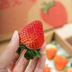 优选丨山东青岛正宗香野草莓    核心产区清甜娇嫩风味十足