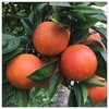【秒杀❗19.9抢3斤🔥塔罗科血橙】甜蜜多汁，徒手轻捏就能榨出汁，营养丰富！新鲜橘子当季水果贡柑橘蜜桔，非沃柑砂糖橘整箱包邮，2026马年春节新年货礼物L 商品缩略图4
