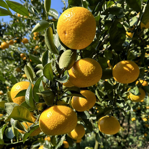 福建 五夷爆汁桔柚现摘现发5斤包邮 商品图2