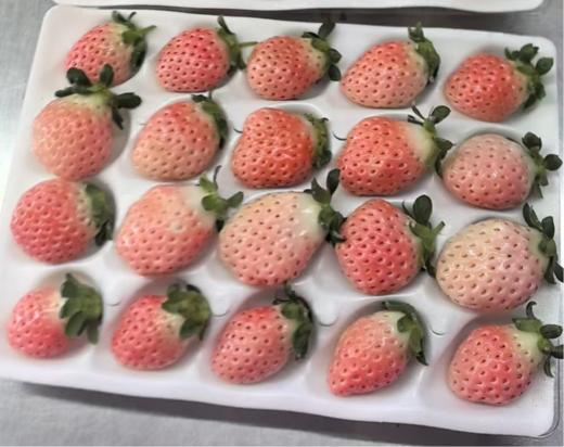 建德草莓 红颜/建德红/白草莓/黑草莓 现采现发 鲜甜可口正当季 商品图5