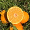 【秒杀❗29.9抢5斤🔥四川不知火丑橘】甜蜜多汁，徒手轻捏就能榨出汁，营养丰富！非四川38号橙子，新鲜当季水果柑橘蜜桔子，2026马年春节新年货礼物L 商品缩略图3
