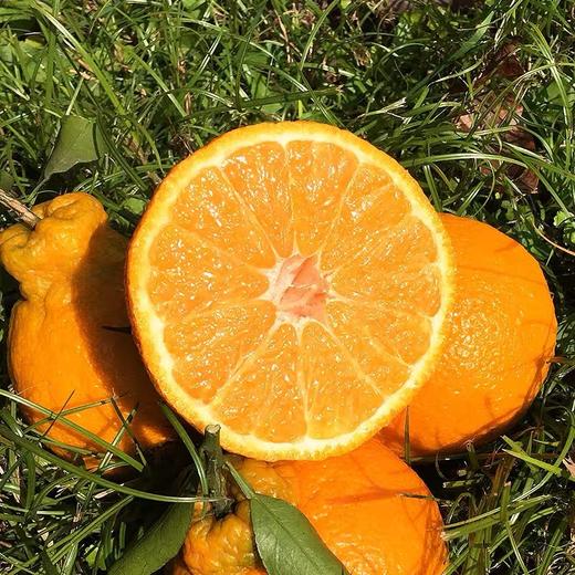 【秒杀❗29.9抢5斤🔥四川不知火丑橘】甜蜜多汁，徒手轻捏就能榨出汁，营养丰富！非四川38号橙子，新鲜当季水果柑橘蜜桔子，2026马年春节新年货礼物L 商品图3