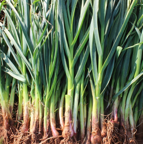 舒城农家香蒜300g 袋装 ±15g 买放心菜就上瑞和泰