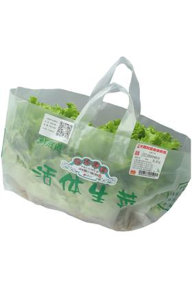 活体生菜 单袋  可种买放心菜就上瑞和泰