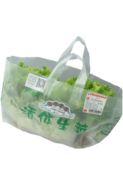 活体生菜 单袋  可种买放心菜就上瑞和泰 商品图0