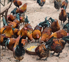 【俊发城百合苑小店自提 不发快递】武定阉母鸡 （净重1.8-2.4KG/只）   肉质出众而驰名全滇，嫩滑，骨头都带着酥脆感，炖煮时汤汁清亮却鲜美无比。