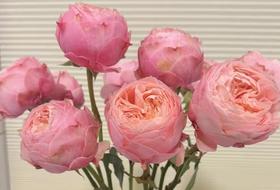 单头玫瑰 | 竖琴师