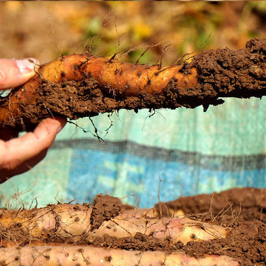 鲜铁棍怀山 | 鲜怀山药 | 5斤装 商品图3