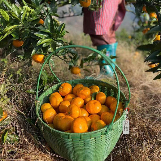 正宗涌泉蜜桔 临海橘子 新鲜薄皮 无核蜜桔 商品图13