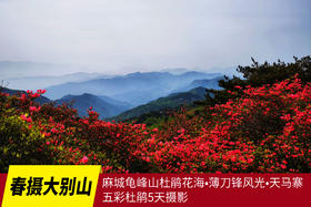 4.25春摄大别山——麻城龟峰山杜鹃花海•薄刀锋风光•天马寨五彩杜鹃5天