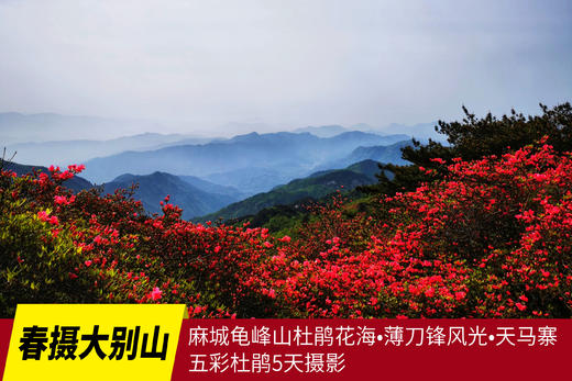 4.25春摄大别山——麻城龟峰山杜鹃花海•薄刀锋风光•天马寨五彩杜鹃5天 商品图0