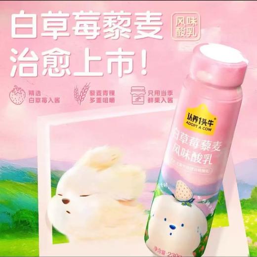 230g*10认养1头牛白草莓藜麦酸奶 商品图1