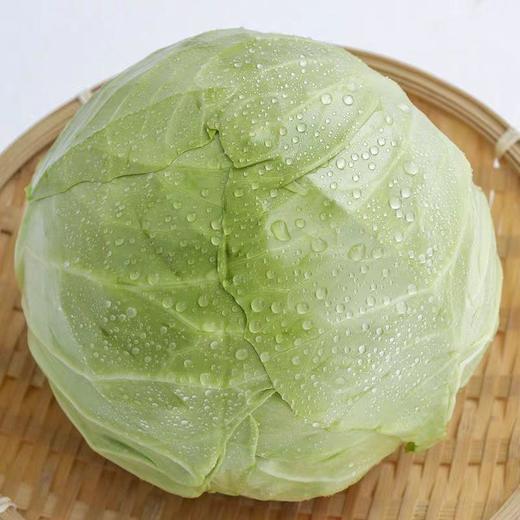 【ZCWJ】新鲜嫩绿卷心菜绿甘蓝圆包菜 商品图2