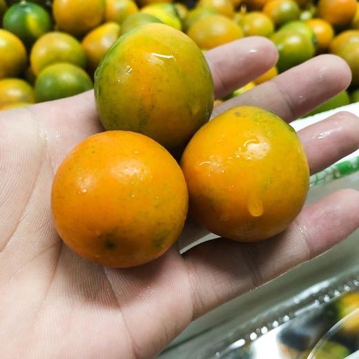 【正宗广西❗️桂林脆皮金桔】脆皮金桔，皮薄脆口，不呛不辣，多汁细腻，颠覆传统金桔口感，新鲜采摘儿童孕妇水果蜜桔柑橘子L 商品图3