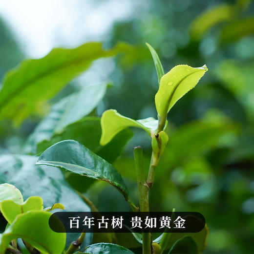 【凤庆滇红】2025年春百年古树贵如黄金滇红之乡凤庆滇红福利回馈500克/箱送礼自饮佳选 商品图10