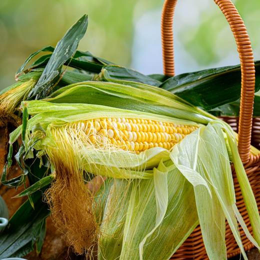 【云南金银水果玉米】皮薄汁多、玉米粒颗颗爆浆 商品图0