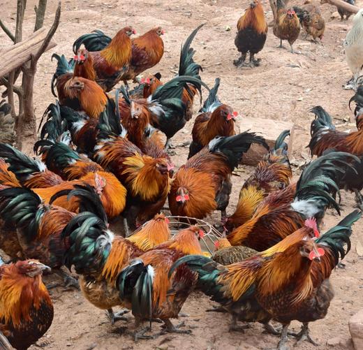 【俊发城百合苑小店自提 不发快递】武定阉公鸡（2.8-3.5KG/只）  名副其实的“跑山鸡”，在山里自由活动，吃的是玉米、豆粕，还有各种天然的草药和小虫子，一年才出栏，肉质格外紧实鲜美。 商品图2