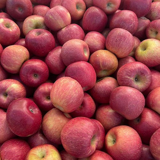 云南昭通福布瑞斯苹果 高原富士苹果 顺丰发货 商品图2