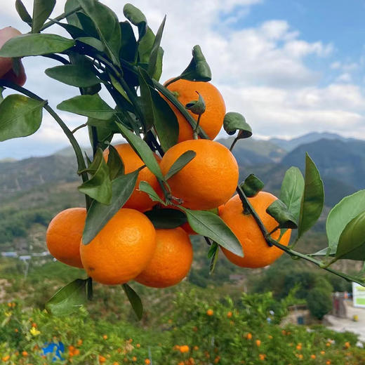 正宗涌泉蜜桔 临海橘子 新鲜薄皮 无核蜜桔 商品图8