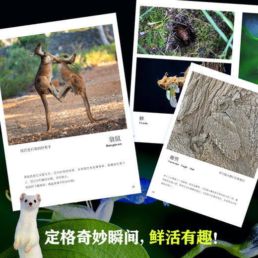 新晋爆款-儿童纸上纪录片《小自然+小植物》 商品图3