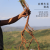 深山黄芪大片 多年生 自然生长药性足 原产甘肃岷县 商品缩略图1