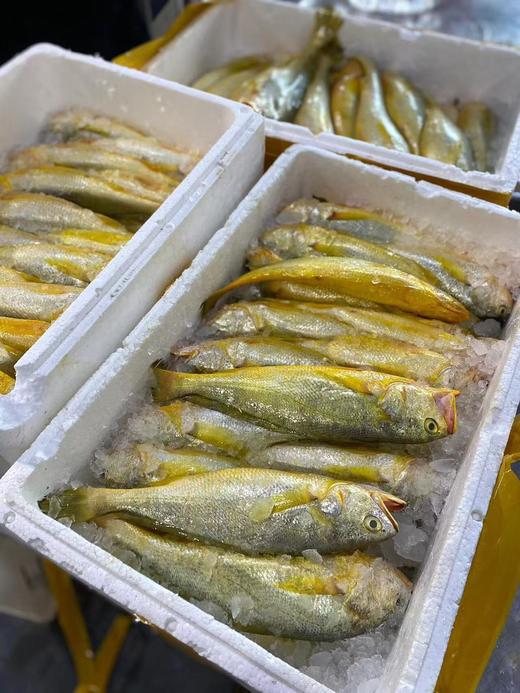 深海鱼组合【黄翅鱼+黄花鱼+金线鱼】肉质鲜美 ，高蛋白，本港靓货现发  【活冻】 商品图2