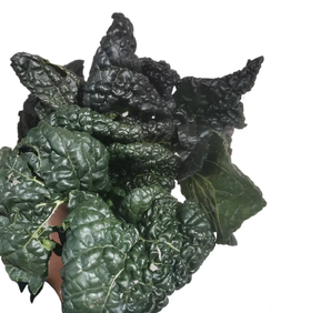 霜打乌心菜400g 袋装  ±20g 买放心菜就上瑞和泰