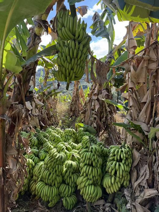 【俊发城百合苑小店自提 不发快递】普洱大山深处的绿皮香蕉  品质优良、果肉滑嫩、甘甜清香、营养丰富，肉质细腻粉糯、清香恰人 商品图1